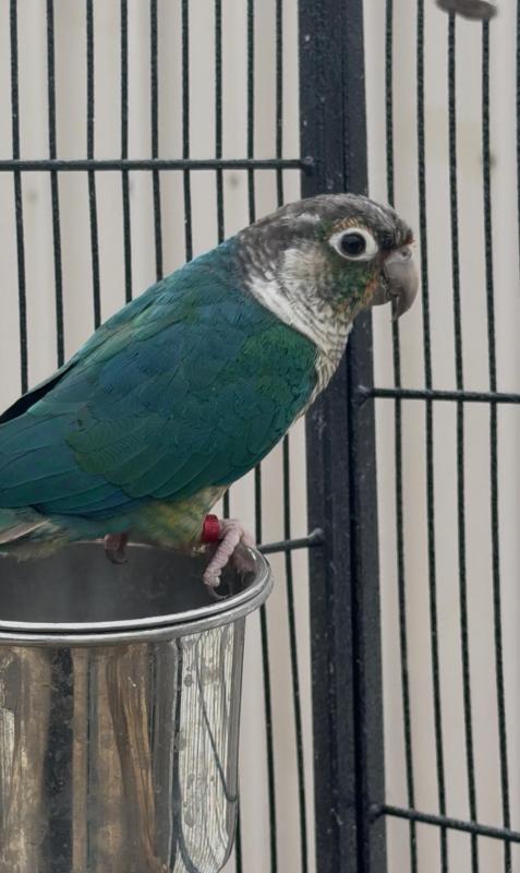 Pair of Conures