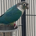 Pair of Conures