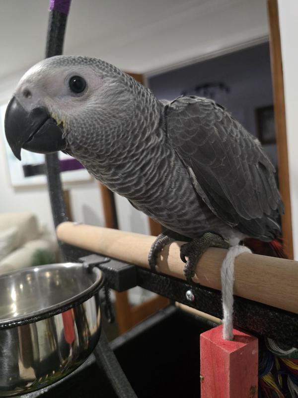 Handraised African Greys