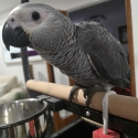 Handraised African Greys