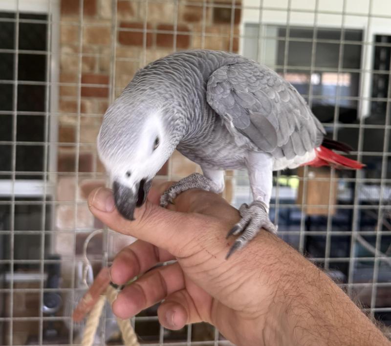 African grey parrots pair  and with DNA cards