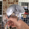 African grey parrots pair  and with DNA cards