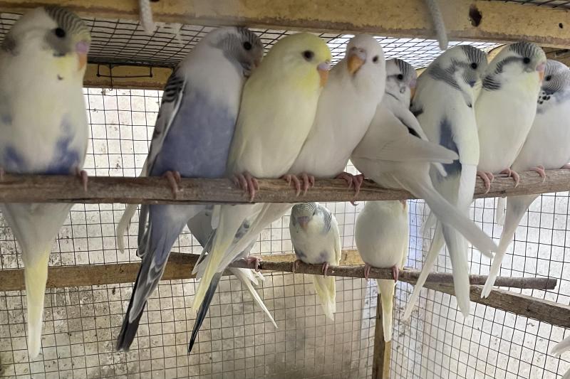 FS: BUDGIES-YOUNG BIRDS-KING QUAIL-