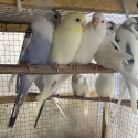 FS: BUDGIES-YOUNG BIRDS-KING QUAIL-