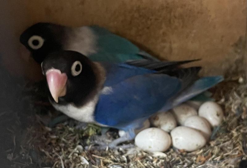 FS: BREEDING PAIRS-LOVEBIRDS-MASKED-NYASA-