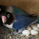 FS: BREEDING PAIRS-LOVEBIRDS-MASKED-NYASA-