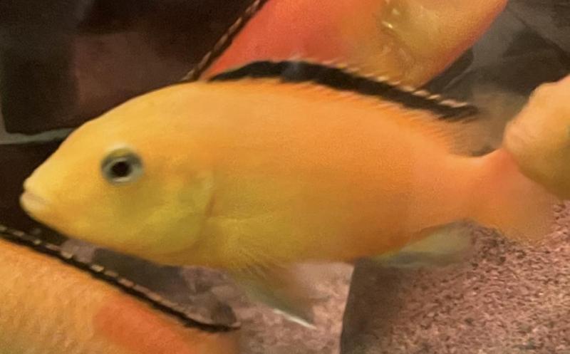 FS: AFRICAN CICHLIDS & BRISTLENOSE-FRY & BREEDING-