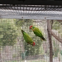 Varied Lorikeets