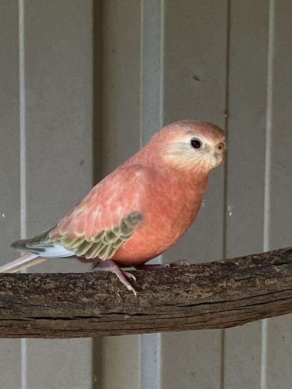 WTB Bourkes parrot pink/cream hen