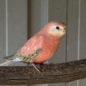 WTB Bourkes parrot pink/cream hen
