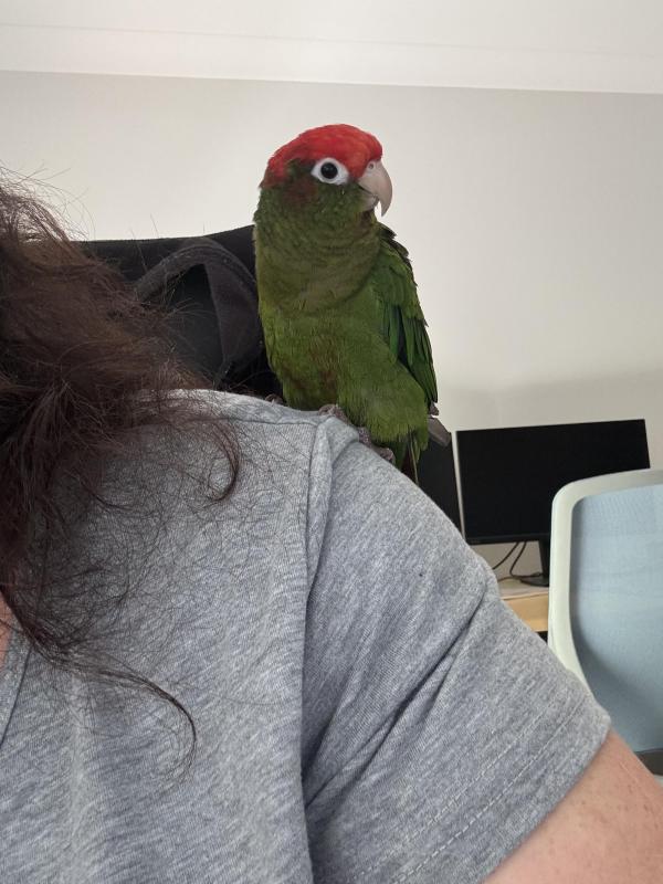 Rose Crown Conure Cock