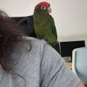 Rose Crown Conure Cock