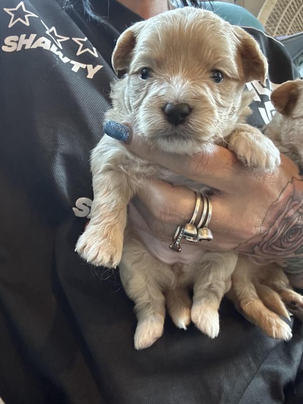 Toy Cavoodles EOI male and female