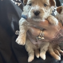 Toy Cavoodles EOI male and female
