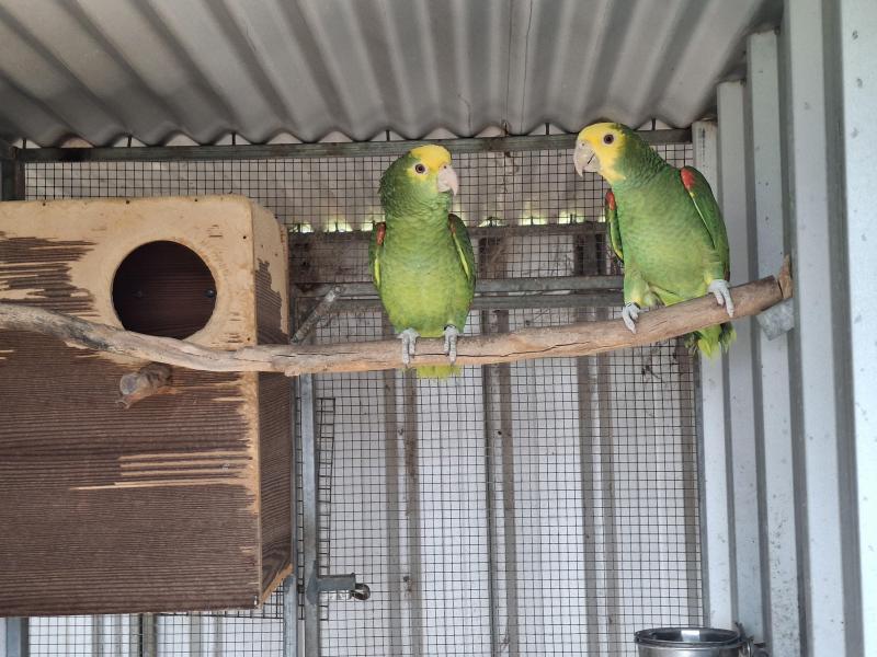 DOUBLE YELLOW HEADED AMAZON PAIR
