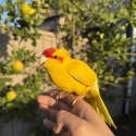 Semi Tamed Kakariki