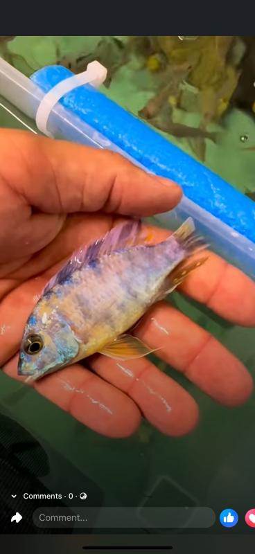 Fish sale