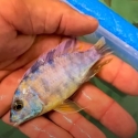 Fish sale