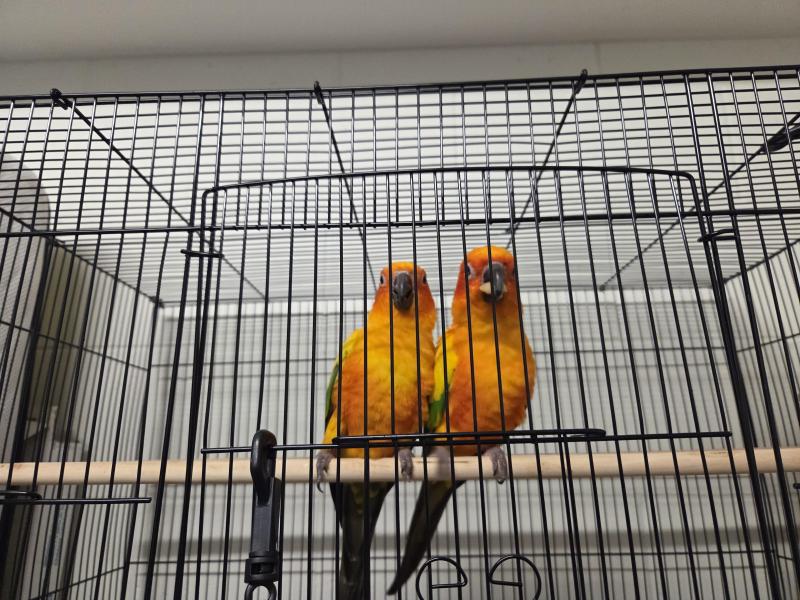 SUN CONURES BREEDER