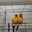 SUN CONURES BREEDER