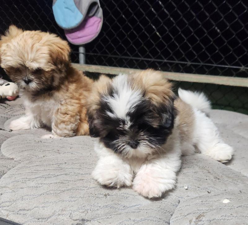PUREBRED LHASA APSO PUPPIES