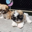 PUREBRED LHASA APSO PUPPIES