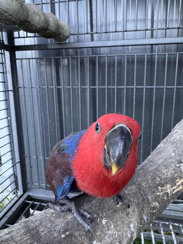 Female eclectus very tame bird