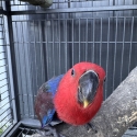 Female eclectus very tame bird