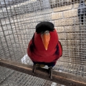 Black cap lory mature pair