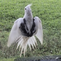 Young Cockatiels