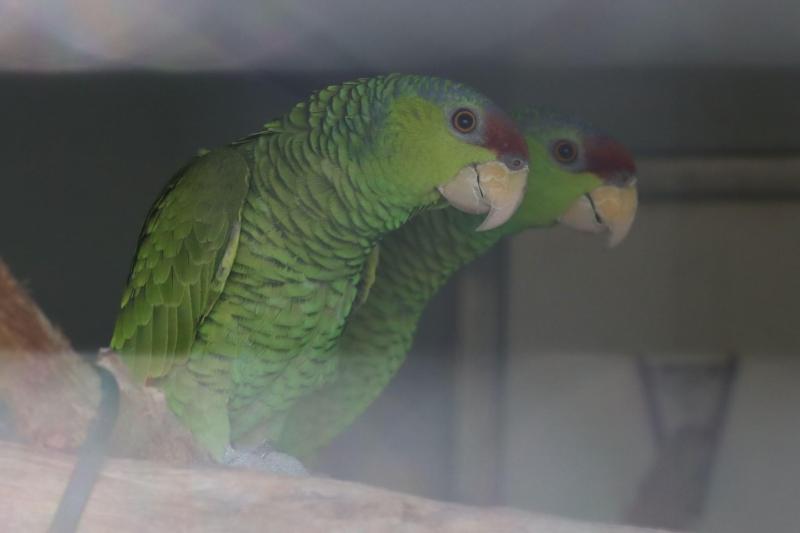 2024 Lilac Crowned Amazon Pair