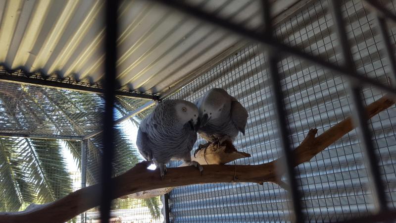 AFRICAN GREY BREEDINING PAIRS