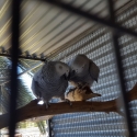AFRICAN GREY BREEDINING PAIRS