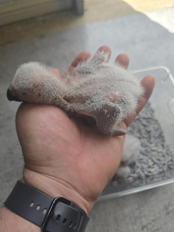 Handraised African Greys