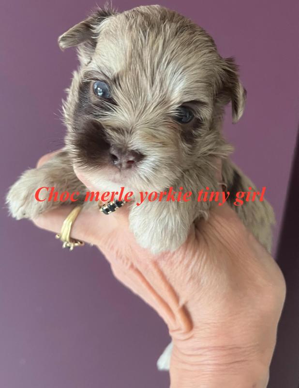 Rare choc yorkie  Merle imported bloodline  puppies
