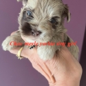 Rare choc yorkie  Merle imported bloodline  puppies