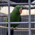 Vosmaeri male eclectus