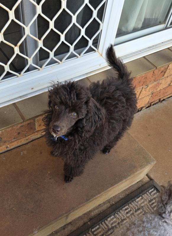 Purebred Toy Poodle male puppy