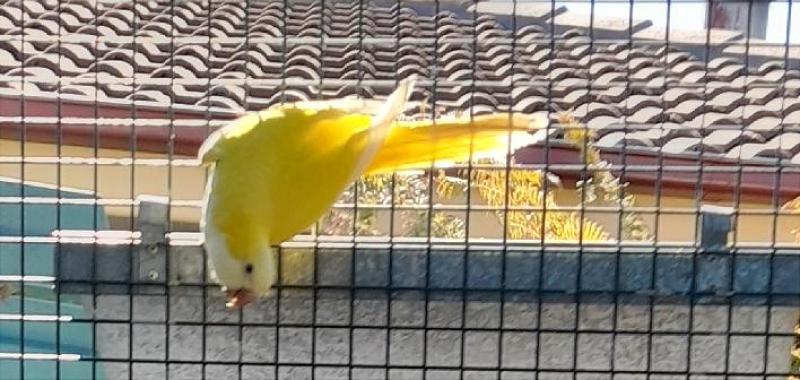 QUAKER PARROT PAIRS