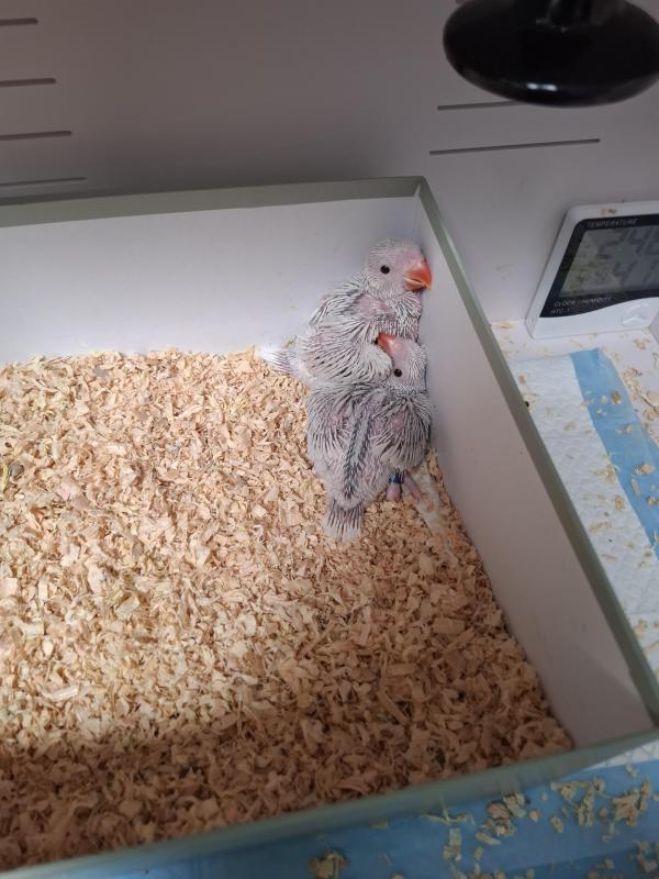 Indian Ringneck babies