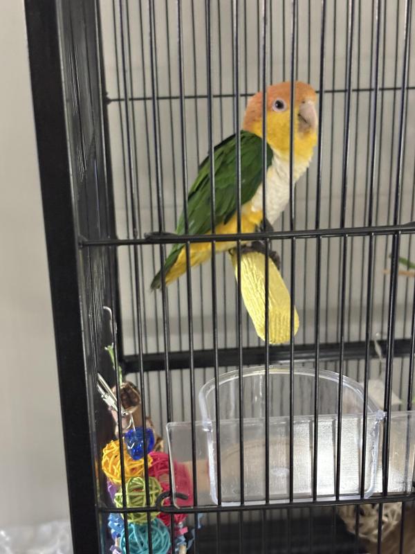 Male white bellied caique