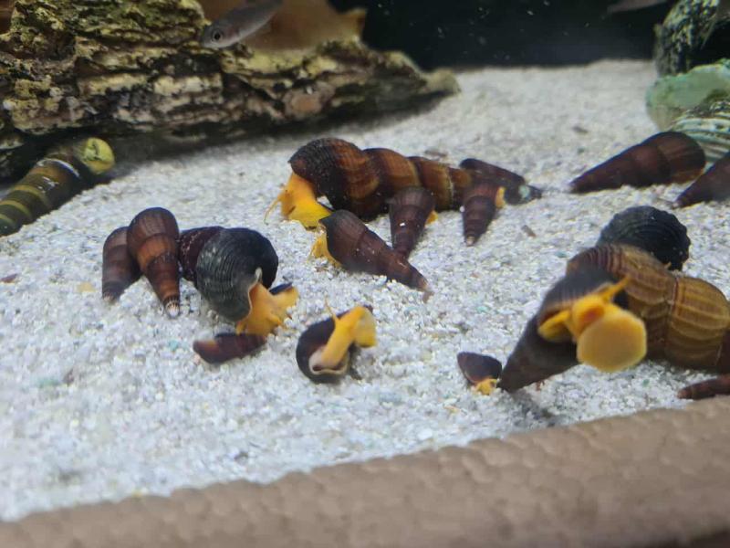 Rare Golden Sulawesi Rabbit Snails