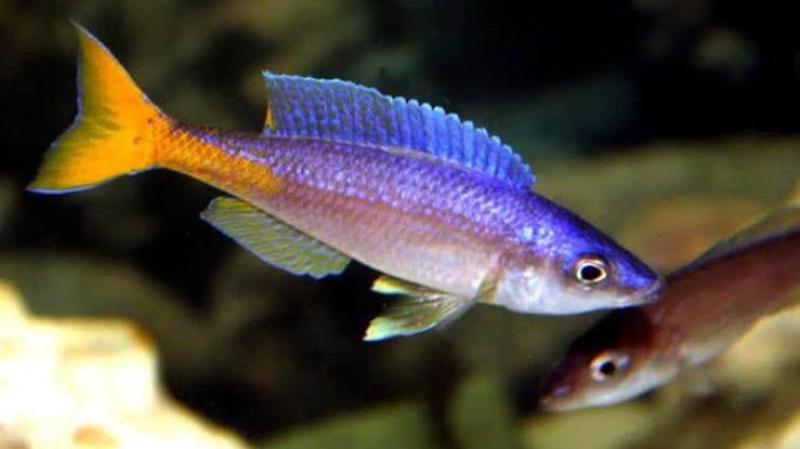 Cyprichromis leptosoma utinta