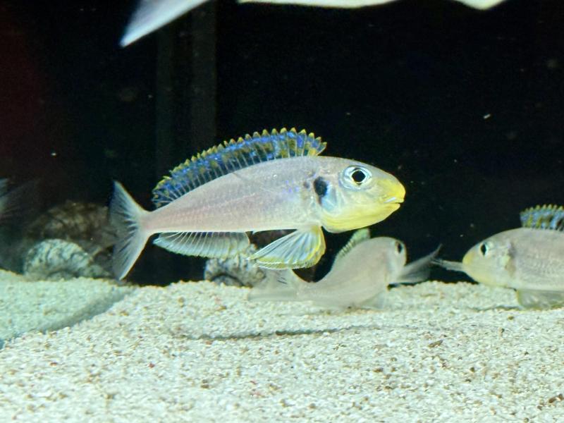 Xeno bathyphilus kekese