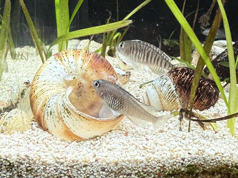 Lamprologus signatus