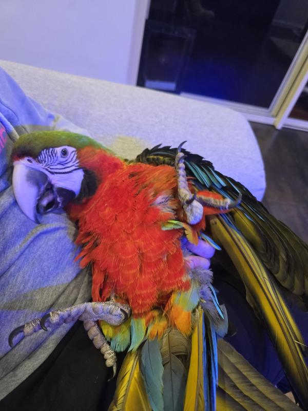 Macaws (Taking orders for this seasons young)