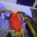 Macaws (Taking orders for this seasons young)