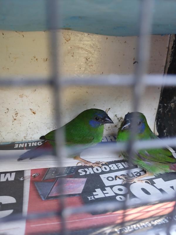 Male Blue Faced Parrot Finches