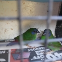 Male Blue Faced Parrot Finches