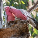 WANTED Galah Breeding Pair